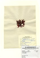 藏品(小果海膜)的圖片